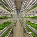 3 emerging trends in vertical farming that will cultivate the future of agriculture