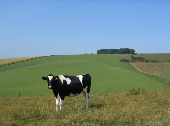 The Cow in the Field