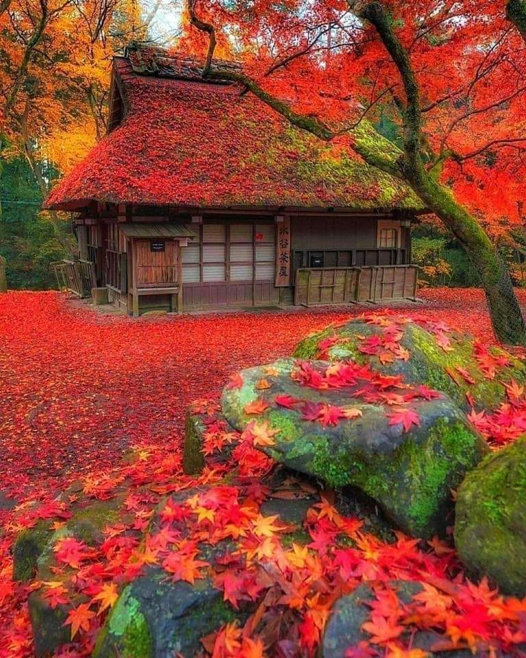 The Beautiful Nara Park, Japan