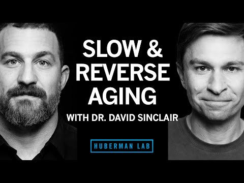 Slow Aging & Increase Longevity with Dr. David Sinclair | Huberman Lab #52