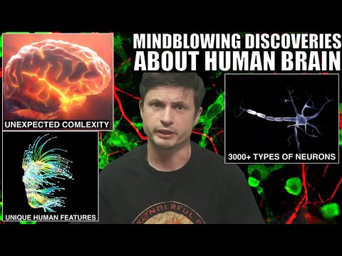 Groundbreaking Discoveries About Human Brain and Neuronal Complexity