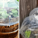 Use Clear Umbrellas From The Dollar Store For A DIY Greenhouse Hack