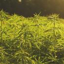 Hemp "more effective than trees" at sequestering carbon says Cambridge researcher