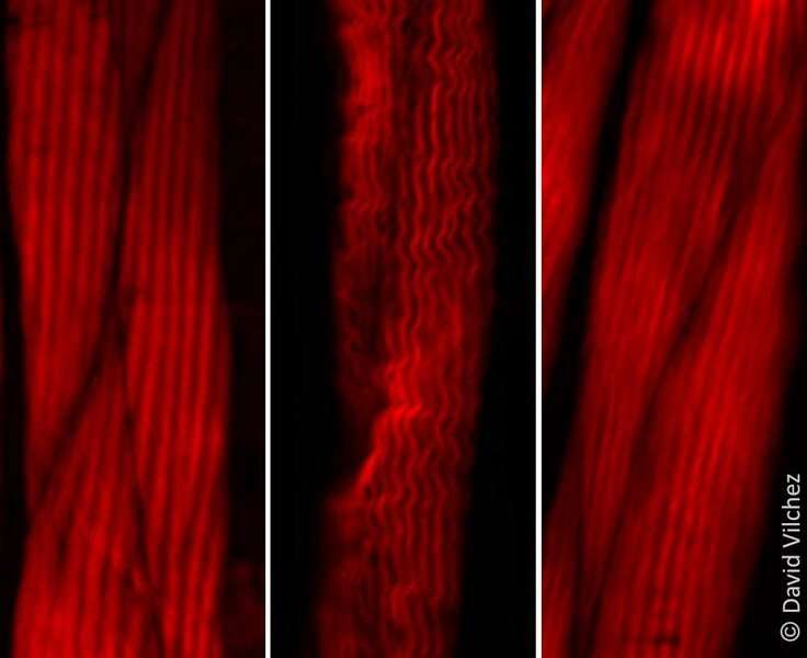 Small proteins discovered to be regulators of the aging process